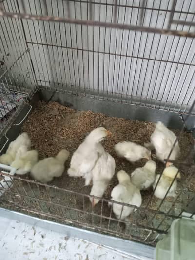 White Bantam Chick's