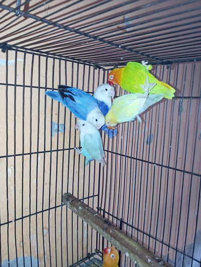 opline palefallow pair number 03o17l9o36five