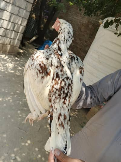 Aseel cheena Madhi  High quality. .