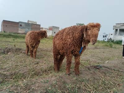 urgent sale