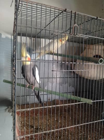 cocktail breeder pair