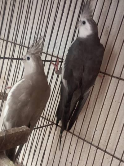 Cocktail Birds Pair