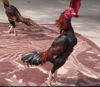 high quality 5 chicks with mother and father available 4sale