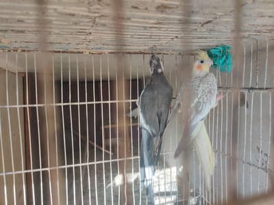 do pair  hai ek pair mein breed ki Hui hai do chicks hai ek first time