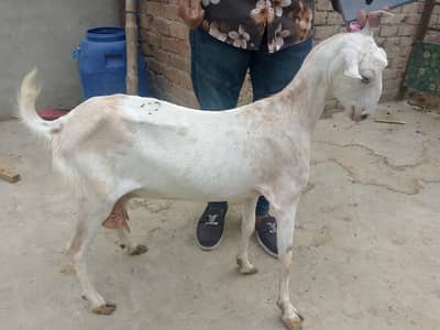 taddi barbari bakri for sale haif kg dhood