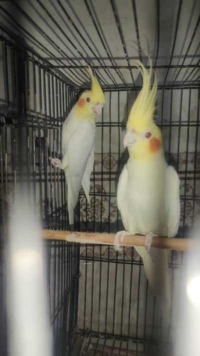 Cockatiel 1 pair Red eyes  For Sale
