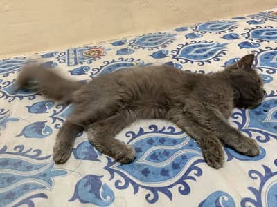 Persian male cat for sale