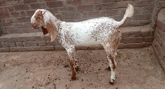 Makki Cheeni Male/Female kids Home brees