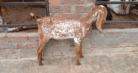 Makki Cheeni Female kids Home breed