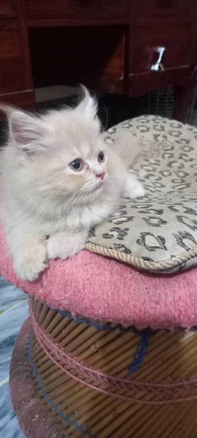 PURE PERSIAN PUNCH FACE KITTENS