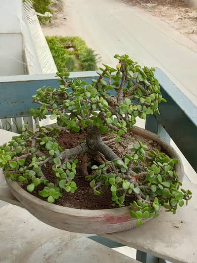 jade plant bonsai