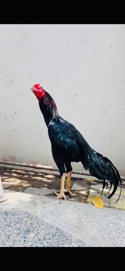 Muska lasani top quality male nawabi bloodline