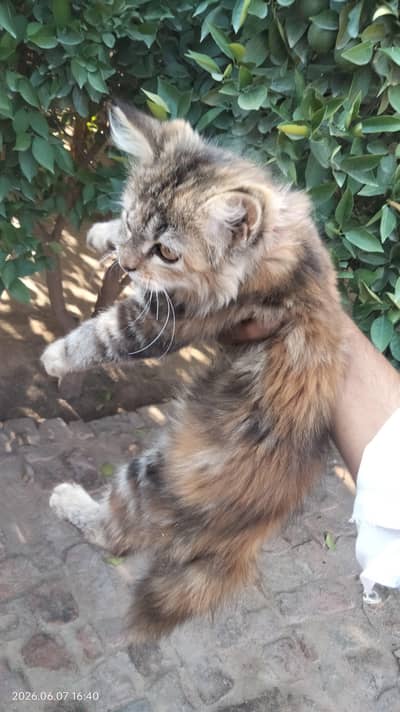 triple coat parishan