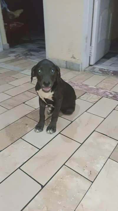 pittbul Argentino pupp | pitbull pupp |Argentino puup | pupps For sale