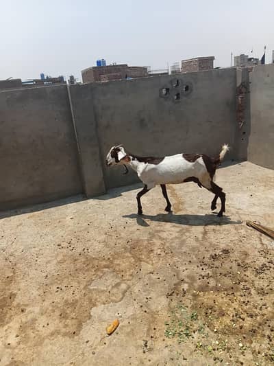 Desi gaban bakri