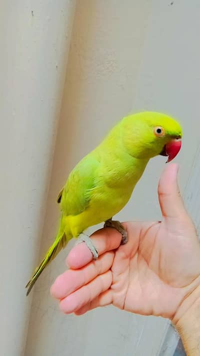Green ringneck parrot handtame