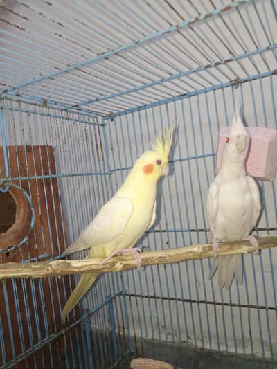 Cocktails breeder pairs available with history