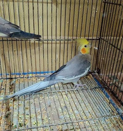 Cocktails Exhibition breeder pair available with history