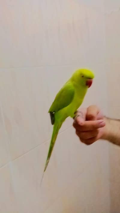 Green parrot handtame male parrot