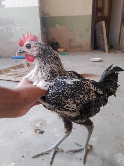 Desi hai