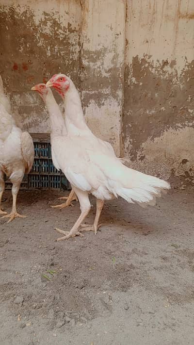 Aseel Shamo | White Shamo | Shamo madi | O shamo | Aseel female