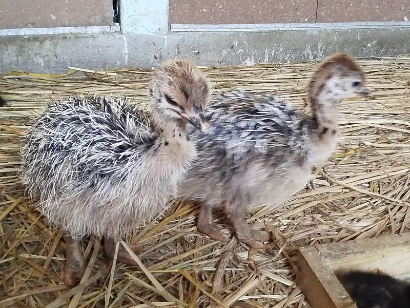 Ostrich Chicks available