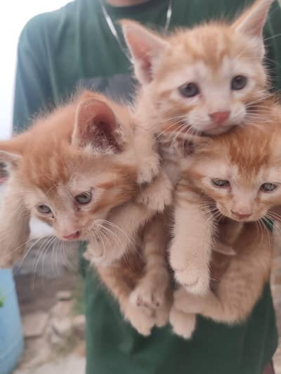 FREE!! KITTEN FOR SALE!