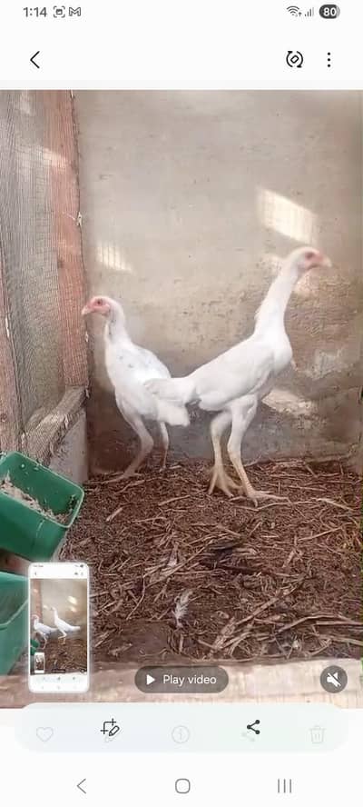 o shamo kandari parrot beak dragon thai