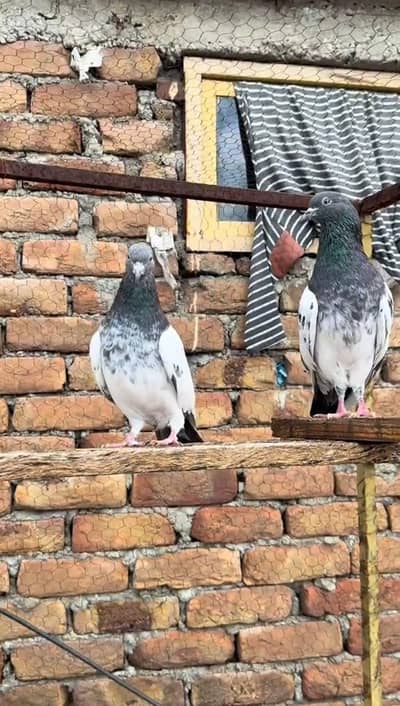 Pure breeder ferozpuri joda for sale