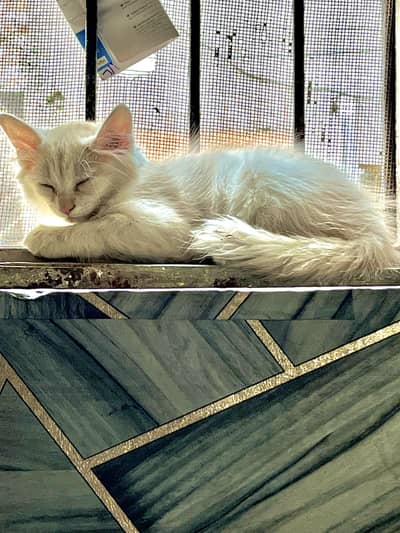 Persion cat ful lovely cat ha