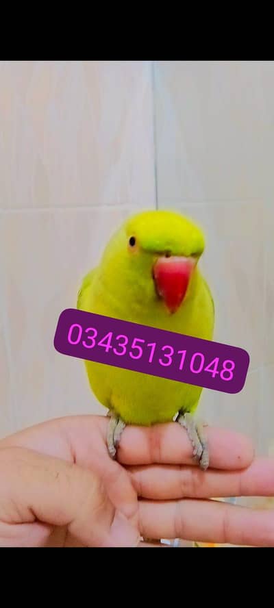 Hand Tamed Full Friendly Green Ring Neck Male Parrot Jumbo Size