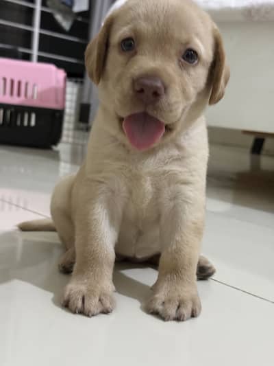 Labra/Puppy/Dog/Labrador/Fawn/White/Quality