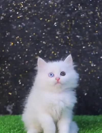 Persian cat for sale my WhatsApp number  03703659905