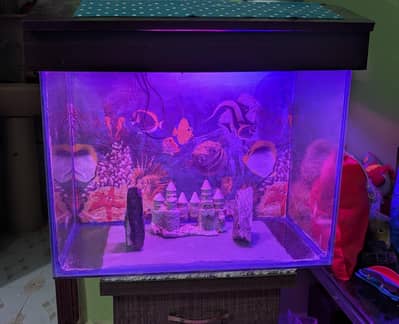 Fish Aquarium