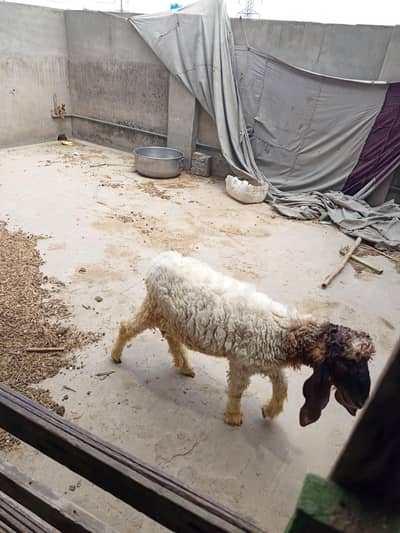 healthy chatra for sale