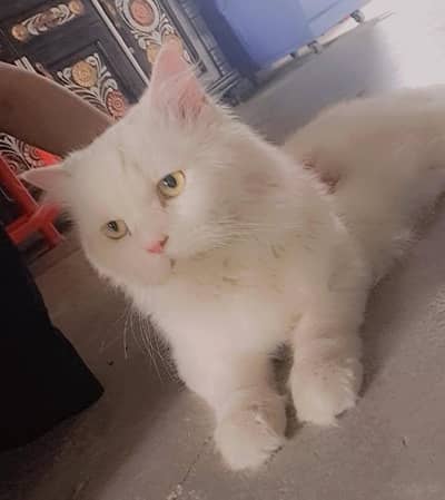 Persian cat