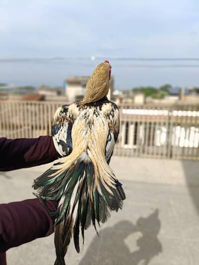 Aseel murgha Jaaba