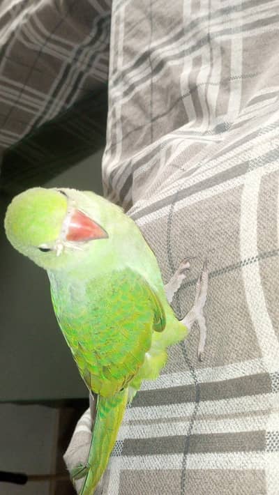 ringneck parrot