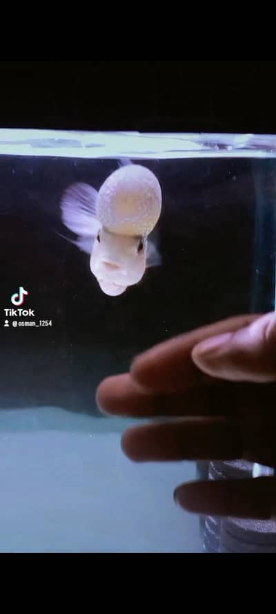 Flower Horn With Big Round Head