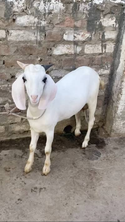 Bakra Antic 2027
