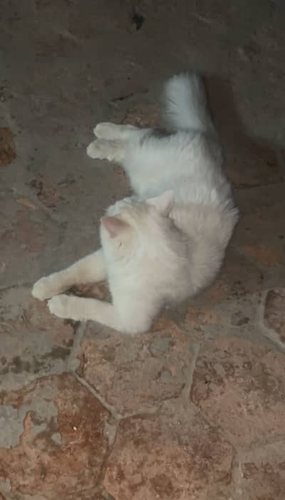 Persian cat