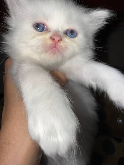 Persian cat triple coat 2 female