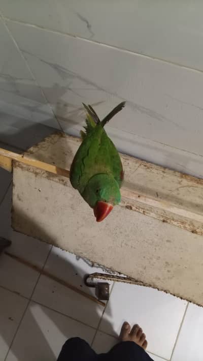 raw parrot female