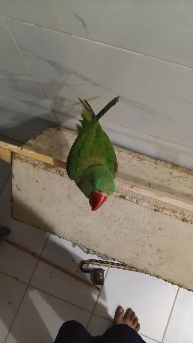 raw parrot female
