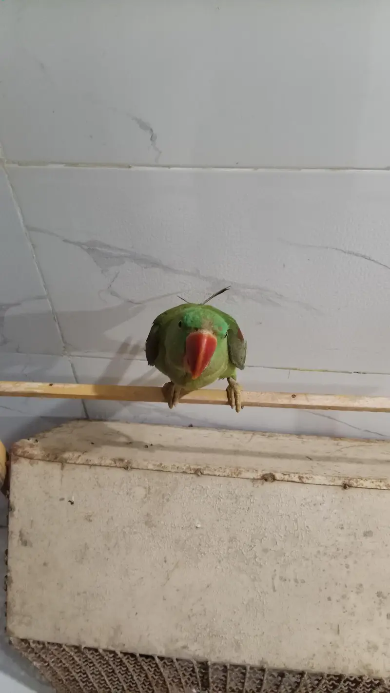 raw parrot female — photo 2