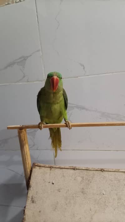 raw parrot female