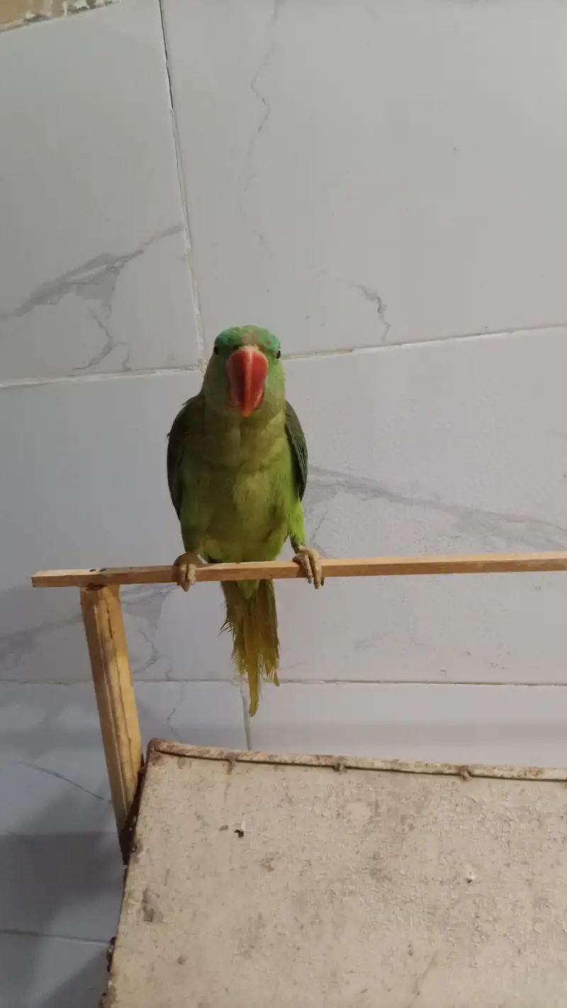 raw parrot female — photo 3