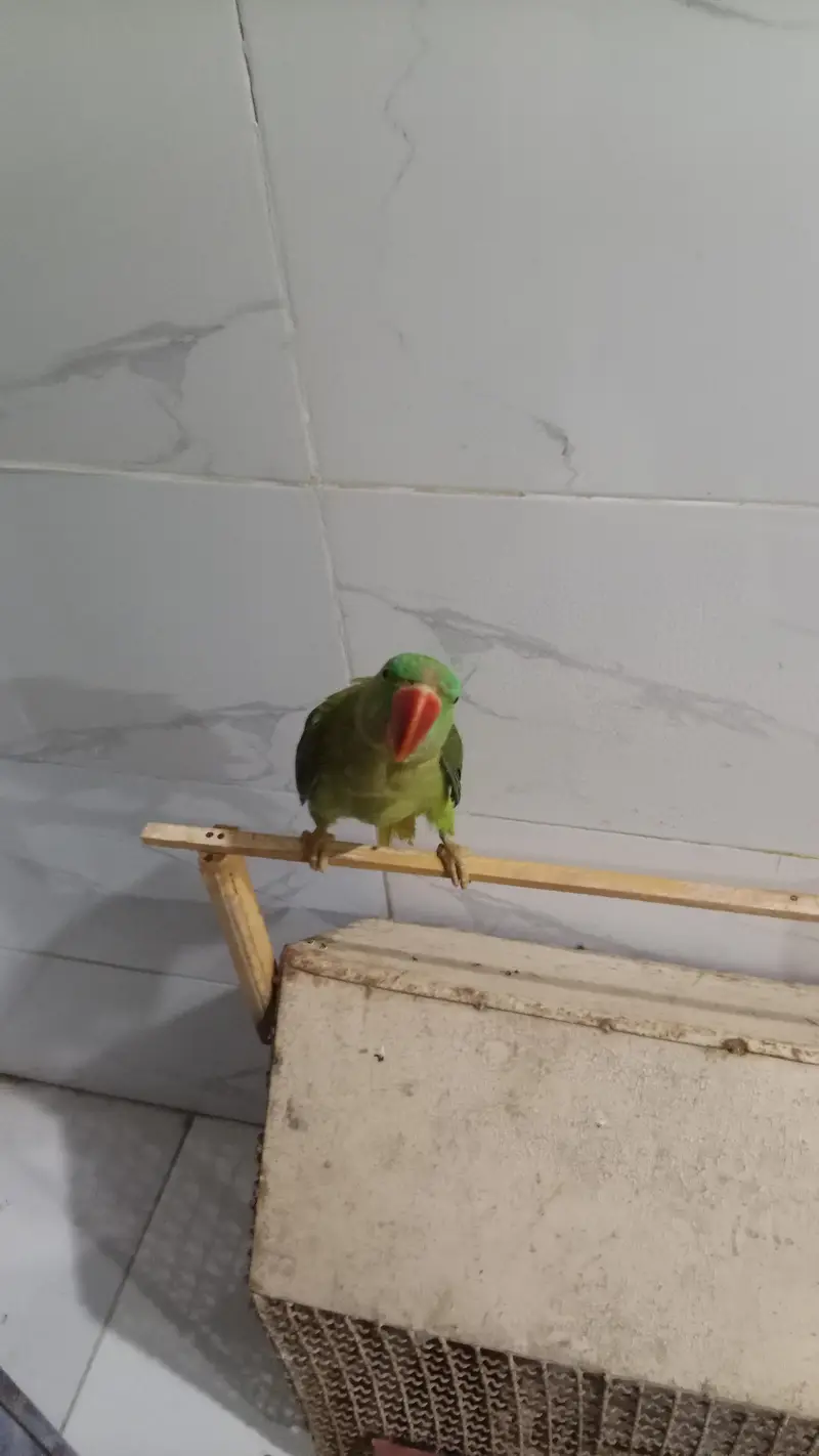 raw parrot female — photo 4