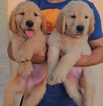 Golden Retriever pedigreed puppies / Labrador pups