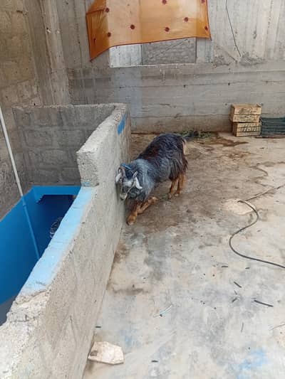 urgent sale 03152344578